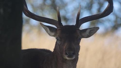 Deer Posing with Velvet Antlers in Field