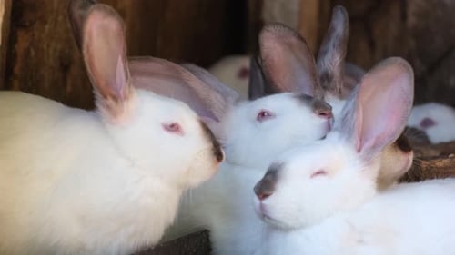 White Rabbits in a Cage on a Farm
