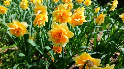 Narcissus Blooming Yellow Orange Daffodil Sunny Spring Day Bright Blossoming