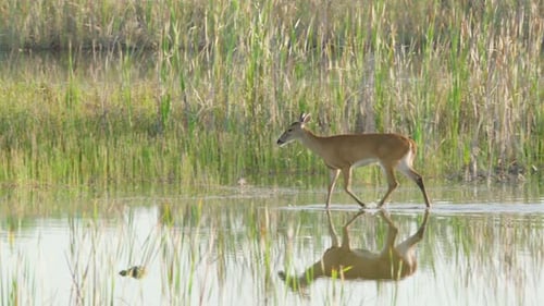 graceful white tailed deer walking along sawgrass marsh water habitat