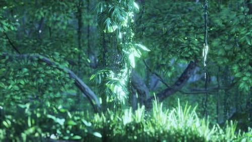 Jungle Forest Trees in Deep Fog