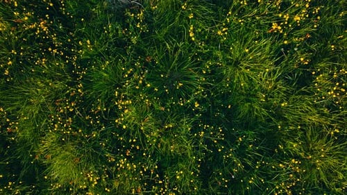 Ascending On Yellow Wildflower Fields And Green Grass. Aerial Shot