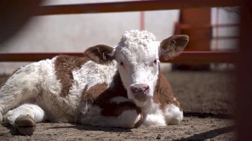 Brown and white baby cow calf on dairy farm 4K