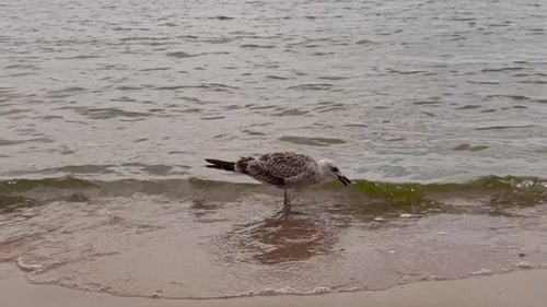 beach, waves in the sea; birds, seagulls flying