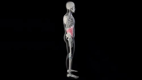 Músculos oblíquos abdominais internos em todo o corpo humano