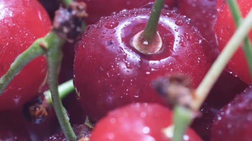 Close-up of Red Cherries with Water Droplets
