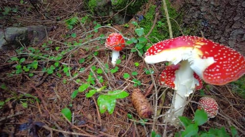 Vibrant Red Toadstools Among Forest Floor Debris