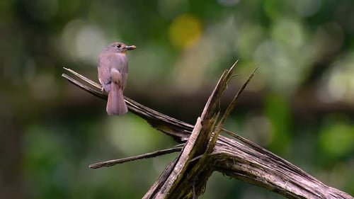 The Hill Blue Flycatcher is found at high elevation habitat it has blue feathers and orange-like bre