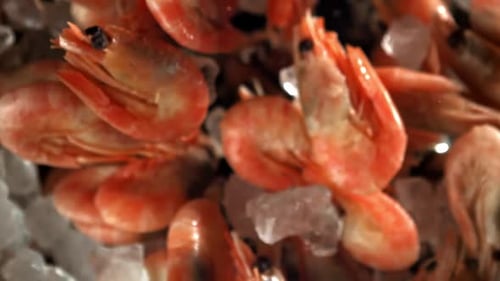 The Shrimp Fly Up and Fall Down Filmed on a Highspeed Camera at 1000 Fps