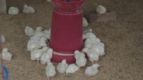 There are baby chickens in the poultry farm.
