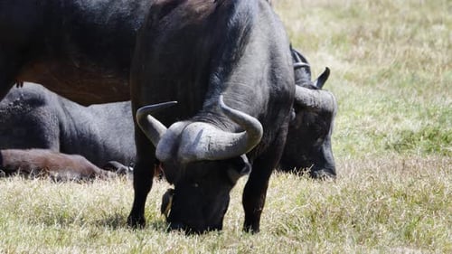 Búfalos pastando y descansando en Ol Pejeta Conservancy, Kenia.
