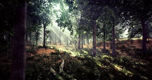 Sunlight Filters Through the Lush Trees in a Serene Forest Landscape