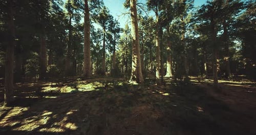Lush Forest Landscape with Towering Trees and Dappled Sunlight on the Ground