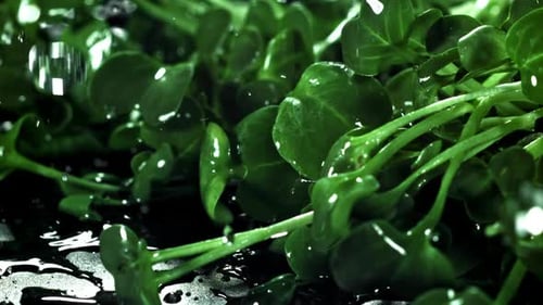 Water Droplets on Fresh Green Microgreens