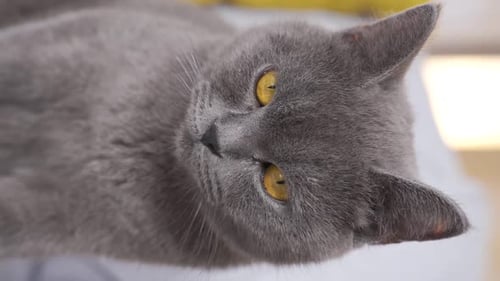 Gray Cat Relaxing Indoors