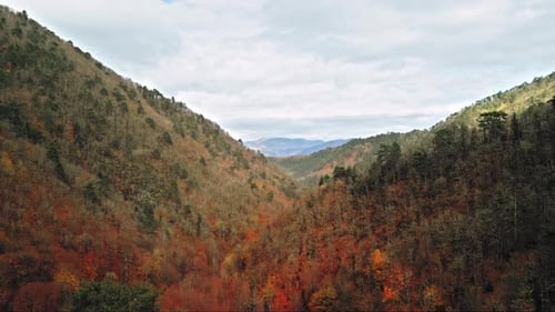 Autumn Forest Drone - 4K
