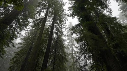 Looking Up At Towering Redwood Forest In California Wilderness