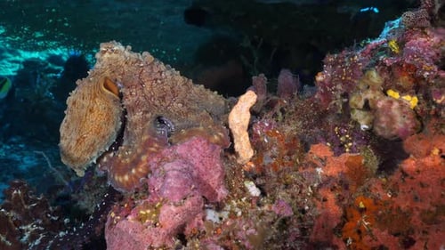 Ein Tag: Oktopus auf der Suche nach Nahrung in Riffalgen und Korallen