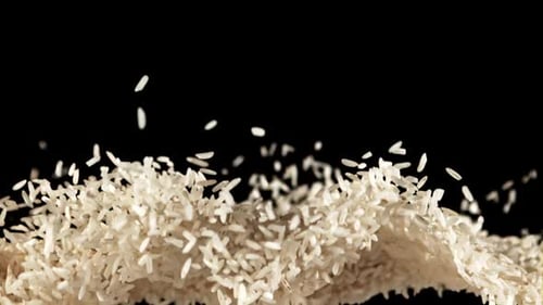 Rice Rises Up and Falls Down