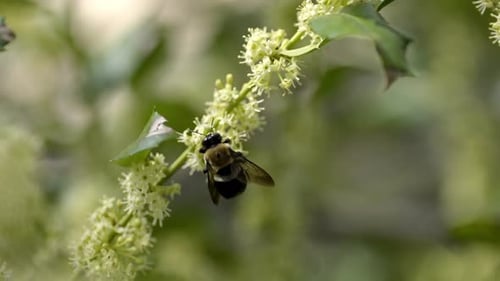 Zimmermannsbiene bestäubt zarte weiße Wildblumen im Freien