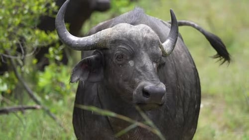 Afrikanischer Kapbüffel in der grünen Landschaft eines Nationalparkreservats