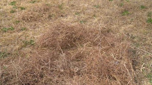 Tracking close up of dead grass in field in Hungary, affected by drought.