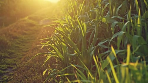 Green Juicy Leaves of Young Corn in the Field Closeup
