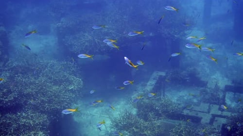 Underwater Reef with Colorful Fish School