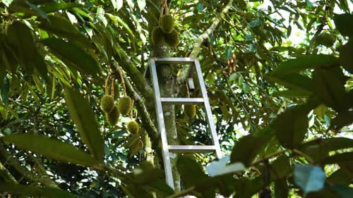 Close-up of durian tree with a ladder inside lush leaves and many fruits. Vietnam. Static view, low