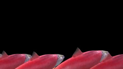 Red Sockeye Salmon - Group of 7 Fishes - Swim Transition - Side Close Up View - Alpha Channel