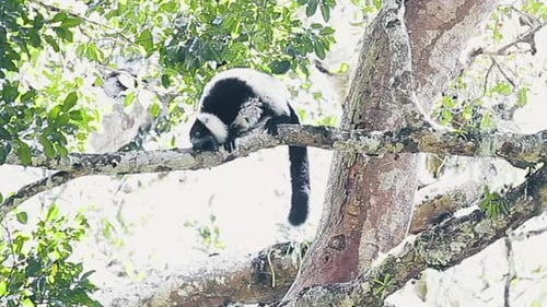 Lémur noir et blanc
