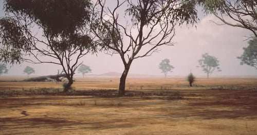 Misty Desert Landscape with Scattered Trees