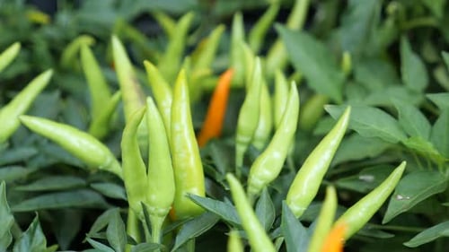 Cultiver des piments verts sur un plant de piment de plein champ