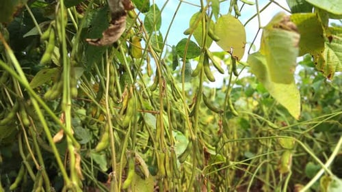 Closeup of Soybean Harvest Soybean Plants in Focus Ready for Harvest in the Field