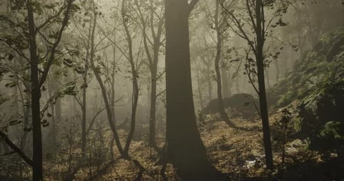 Misty Forest Scenery with Towering Trees and Subtle Sunlight Filtering Through