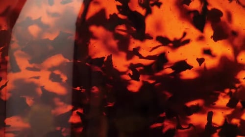 Tea ceremony. Black tea leaves float and spin in a transparent teapot. Close up. Slow motion