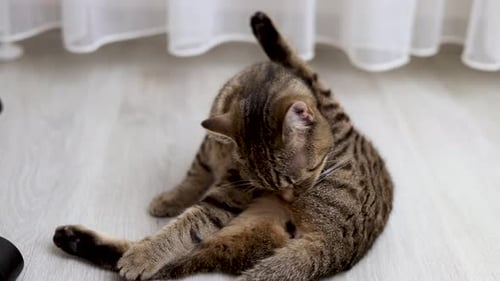 Brown Tabby Cat Grooming Itself Indoors
