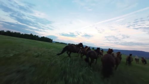 Aerial View of a Majestic Herd of Horses Galloping Freely Across the Endless Expanse of the Field
