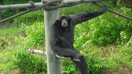 Der
Affe schaut sich um, während er auf einer Stange sitzt, und klettert dann in Zeitlupe auf eine Rebe. Schimpanse