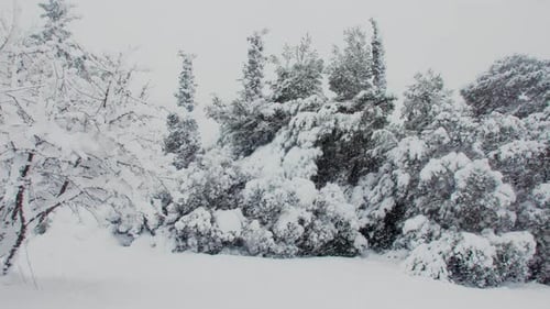 Saisonale idyllische, stark verschneite Bäume nach einem frostigen Schneesturm