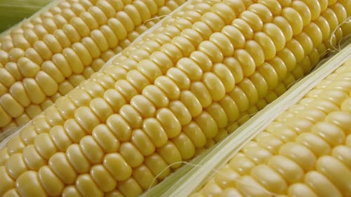Close-up shot of ripe corn heads with corn whiskers and leaves.
