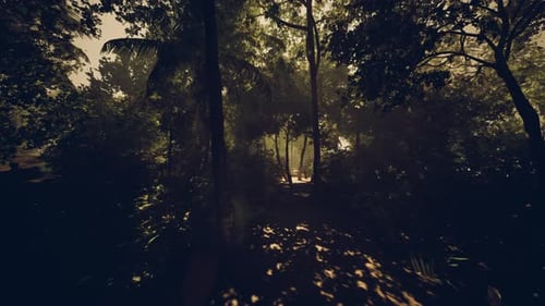 Calm Evening Light Filters Through Dense Trees Onto Silent Forest Floor