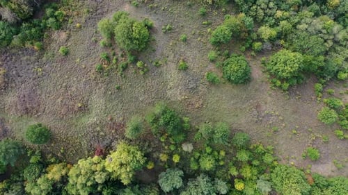 Beautiful drone landscape of summer forest