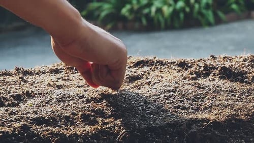 Hands Gently Planting a Young Sapling in Soil