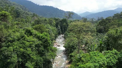 Aerial View of Tropical River Flowing Through Forest