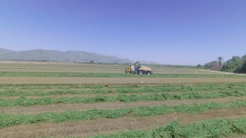 Aerial view of a cornfield
