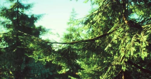 Lush Green Forest with Sunlight Filtering Through the Trees at Midday