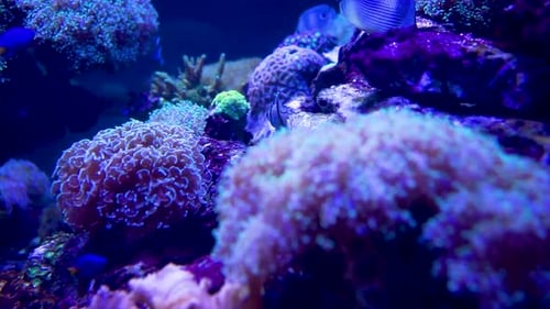 Vibrant Coral Reef with Colorful Fish Swimming
