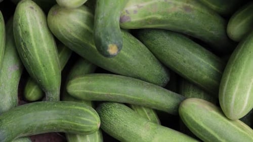 fresh organic cucumber from farm close up from different angle