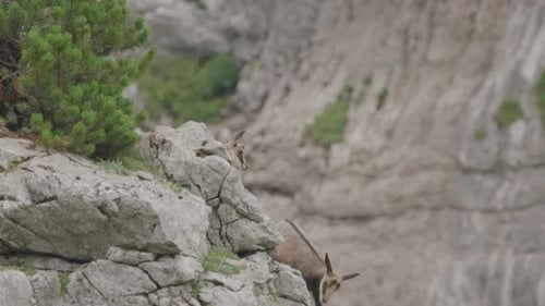 De cerca: cachorros de gamuza escalando una roca en lo alto de las montañas. (4K)